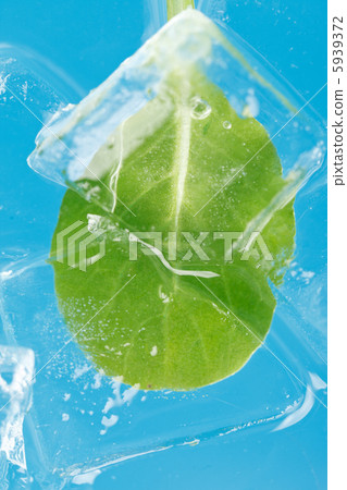 ice and leaf ice and leaf 5939372