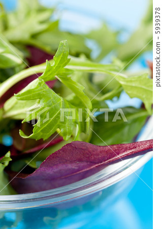 fresh salad leaves fresh salad leaves 5939378