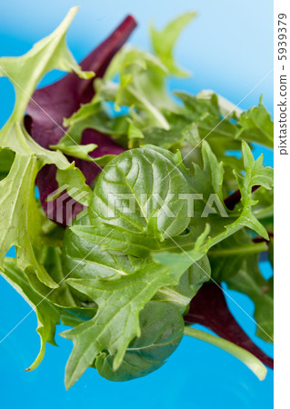 fresh salad leaves 5939379