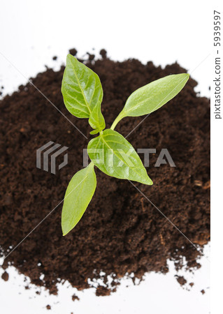 Young plant Young plant 5939597