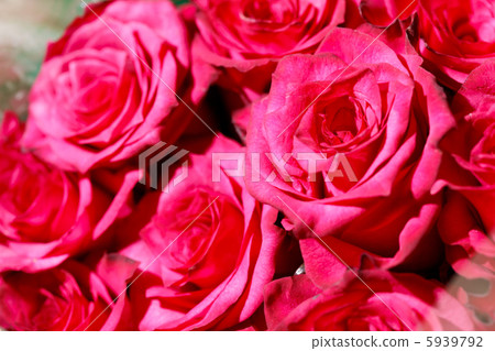 beautiful roses beautiful roses 5939792