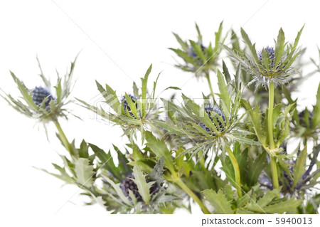 exotic sharp flowers 5940013