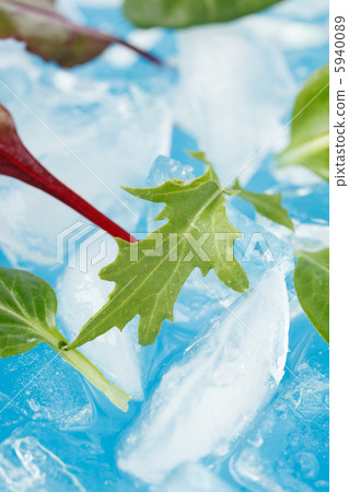 ice and leaves 5940089