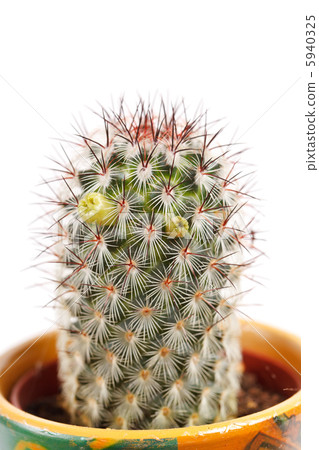 cactus flowers cactus flowers 5940325