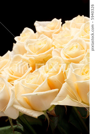 cream roses cream roses 5940326