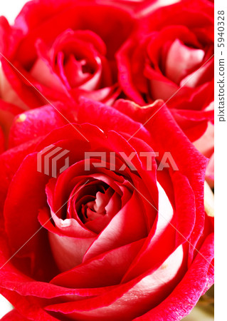 Beautiful flowers Beautiful flowers 5940328