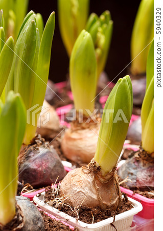 A young hyacinth A young hyacinth 5940329
