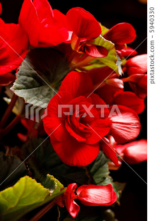 Flower of begonia Flower of begonia 5940330