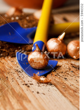 flower bulbs on the table 5940332