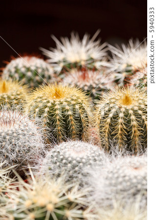 cactus flowers cactus flowers 5940333