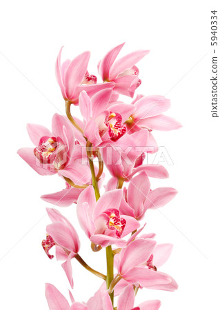 Orchid isolated on white background Orchid isolated on white background 5940334