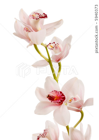 beautuiful orchid 5940373