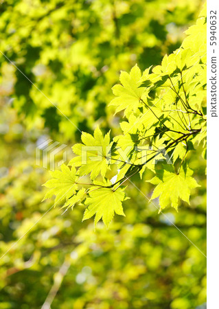 green leaves green leaves 5940632