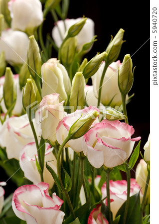 nice flowers nice flowers 5940720