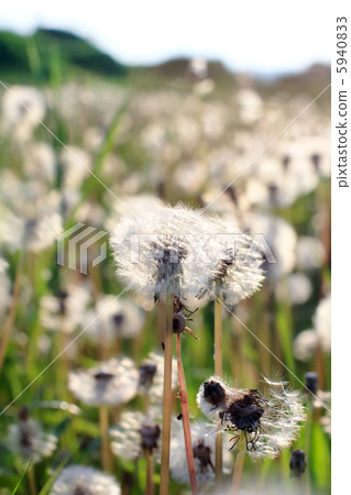 Field of dandelions Field of dandelions 5940833