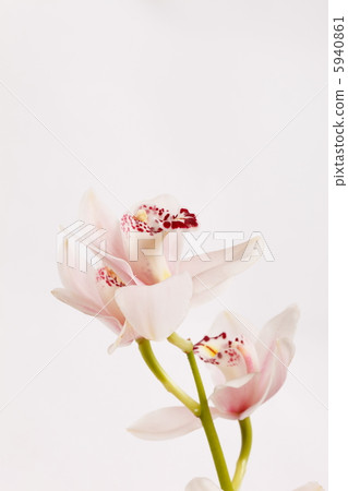 beautuiful orchid 5940861