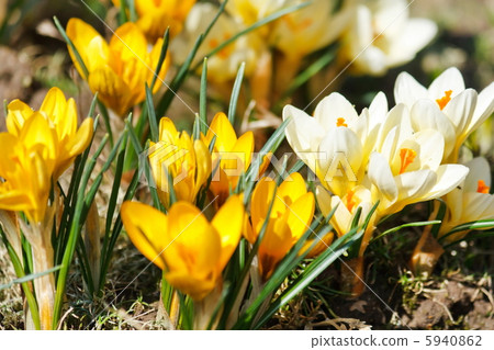 rich spring flowers 5940862