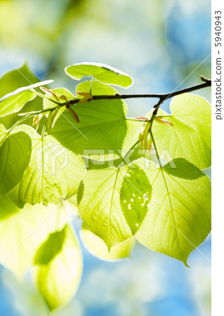 spring leaves spring leaves 5940943