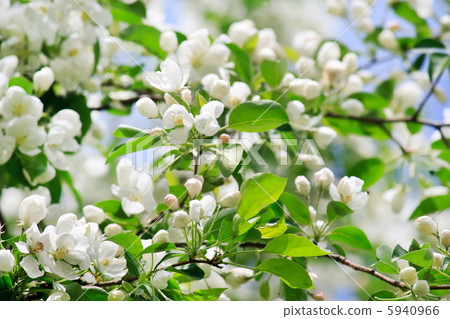apple flowers apple flowers 5940966