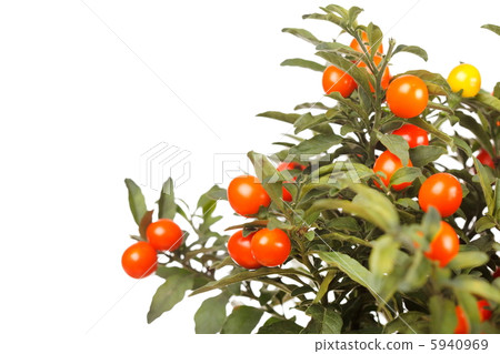 Christmas cherry 5940969