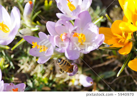 rich spring flowers rich spring flowers 5940970