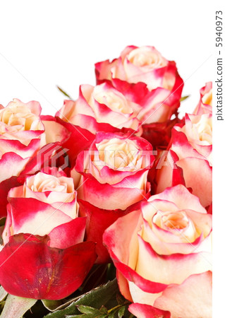 beautiful roses beautiful roses 5940973