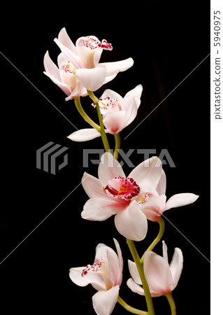 beautuiful orchid beautuiful orchid 5940975