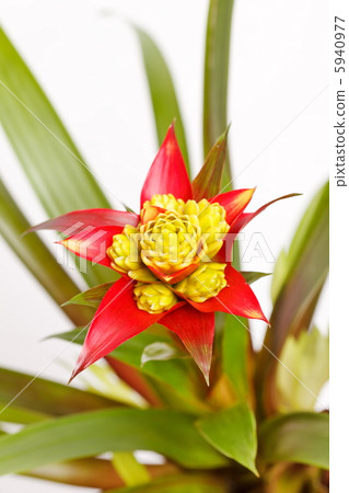Bromeliad plant in flowerpot Bromeliad plant in flowerpot 5940977