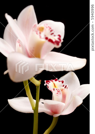 beautuiful orchid 5940996
