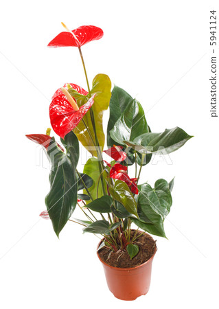 flower in pot flower in pot 5941124