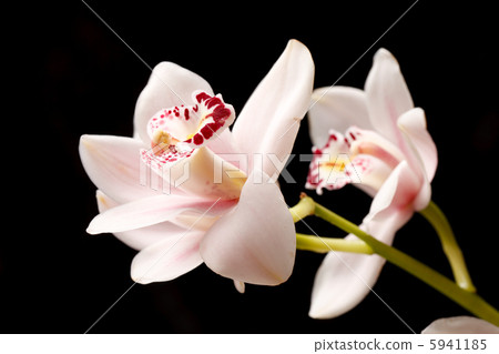 beautuiful orchid beautuiful orchid 5941185