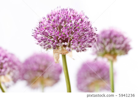 beautiful flowers 5941236