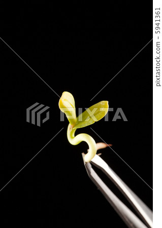Sunflower sprout Sunflower sprout 5941361
