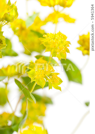 yellow flowers yellow flowers 5941364