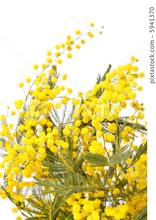 branch of a mimosa on a white background branch of a mimosa on a white background 5941370