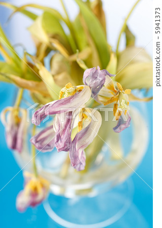 Dry withered tulips Dry withered tulips 5941373