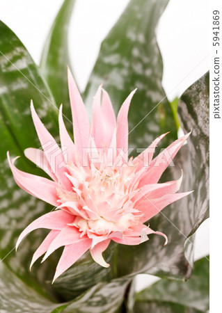 Aechmea Fasciata Bromeliad isolated on white Aechmea Fasciata Bromeliad isolated on white 5941869