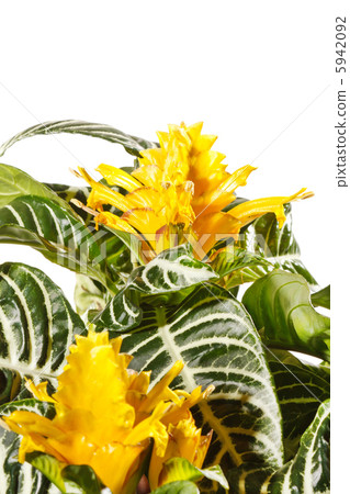 Aphelandra squarrosa Aphelandra squarrosa 5942092