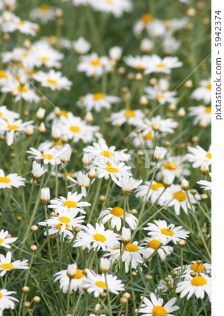 daisies in a field daisies in a field 5942374