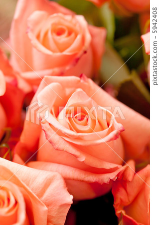 rose background rose background 5942408