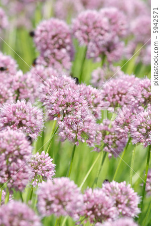 Close up of the flowers of some Chives 5942571