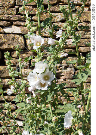 Mallows flowers 5943099