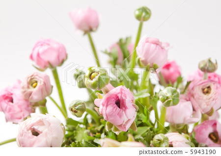 pink Ranunculus pink Ranunculus 5943190