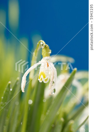 Snowdrop flowers Snowdrop flowers 5943195