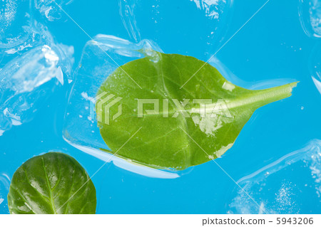ice and leaf ice and leaf 5943206
