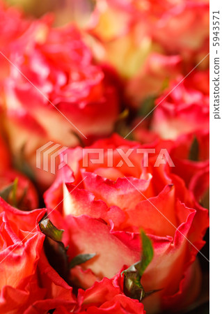 beautiful roses beautiful roses 5943571