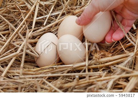 organic eggs organic eggs 5943817