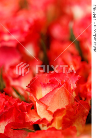beautiful roses beautiful roses 5944463