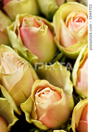 beautiful roses 5944703