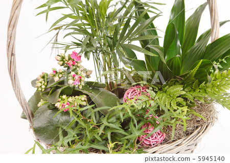 plants in the basket plants in the basket 5945140